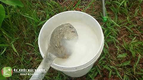 CÁCH XỬ LÝ NƯỚC SAU KHI MƯA RÀO ĐỂ NUÔI ỐC NHỒI ( ỐC NHỒI HẢI DƯƠNG )