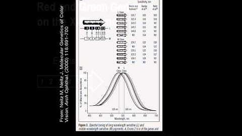 Color Blindness 2: Mechanism