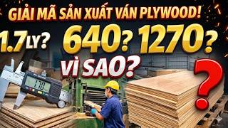 Toàn bộ quy trình sản xuất plywood cho người mới: Hiểu đúng từ bóc gỗ đến ép ván!
