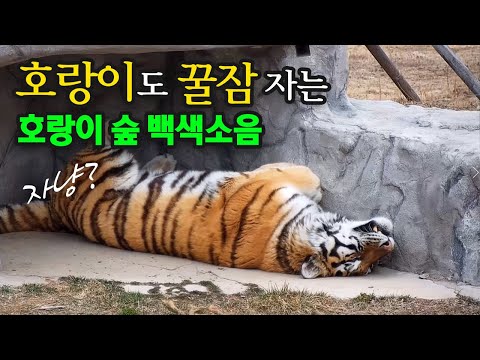 봄 햇살, 호랑이도 꿀잠 자는 '호랑이 숲 백색소음' / 수면 유도, 멍때리기 좋은 영상