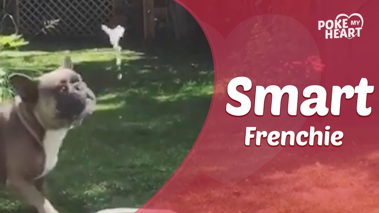 Intelligent French Bulldog Activates Personal Water Fountain YouTube