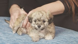 30-Minute Puppy Massage screenshot 2
