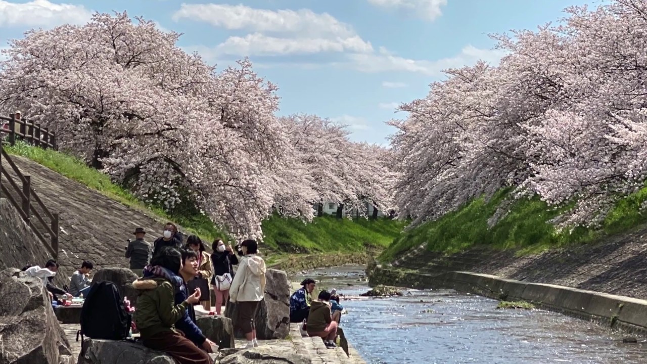 Japan Nara Cherry blossom 5APR 2020 / Local guide report / Saho river / Japan Sakura