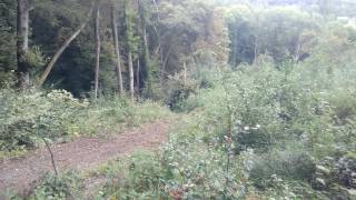 Cdd6 Clem Volant
