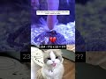 Simple Question, Hidden Trap #cat #funnycat #funny #catmeme #duet #catreaction #cute #catshorts
