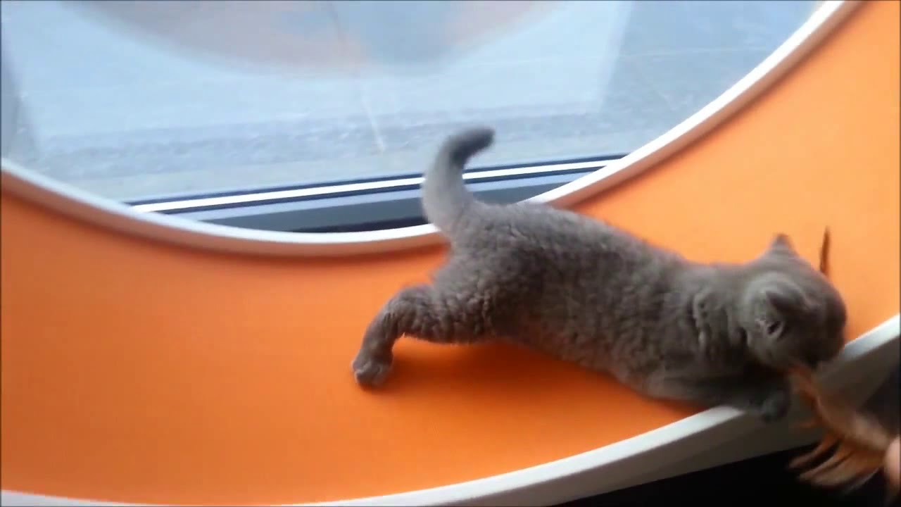 Cute British shorthair kitten plays in the catwheel