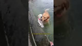 He Jumped For A Puppy – Rescue Mission