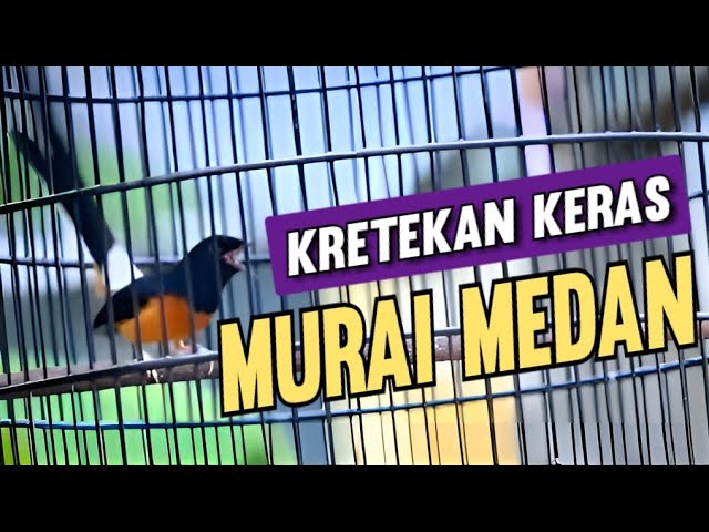 Kretekan keras murai batu medan || Pancingan emosi murai batu !! class=