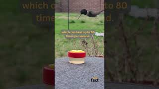 Diverse Facts Fasterfact