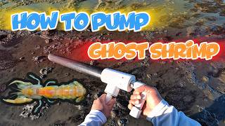 How to Catch Ghost Shrimp in the SF Bay Area!🦐