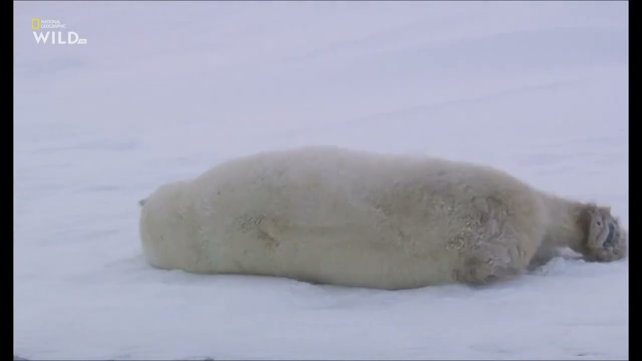 Королевство Белых Медведей часть 1 Мир дикой природы.
