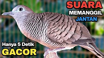 Perkutut Lokal Gacor RAJA PIKAT Ahlinya Bikin Semua Burung Perkutut Gacor Nyaut