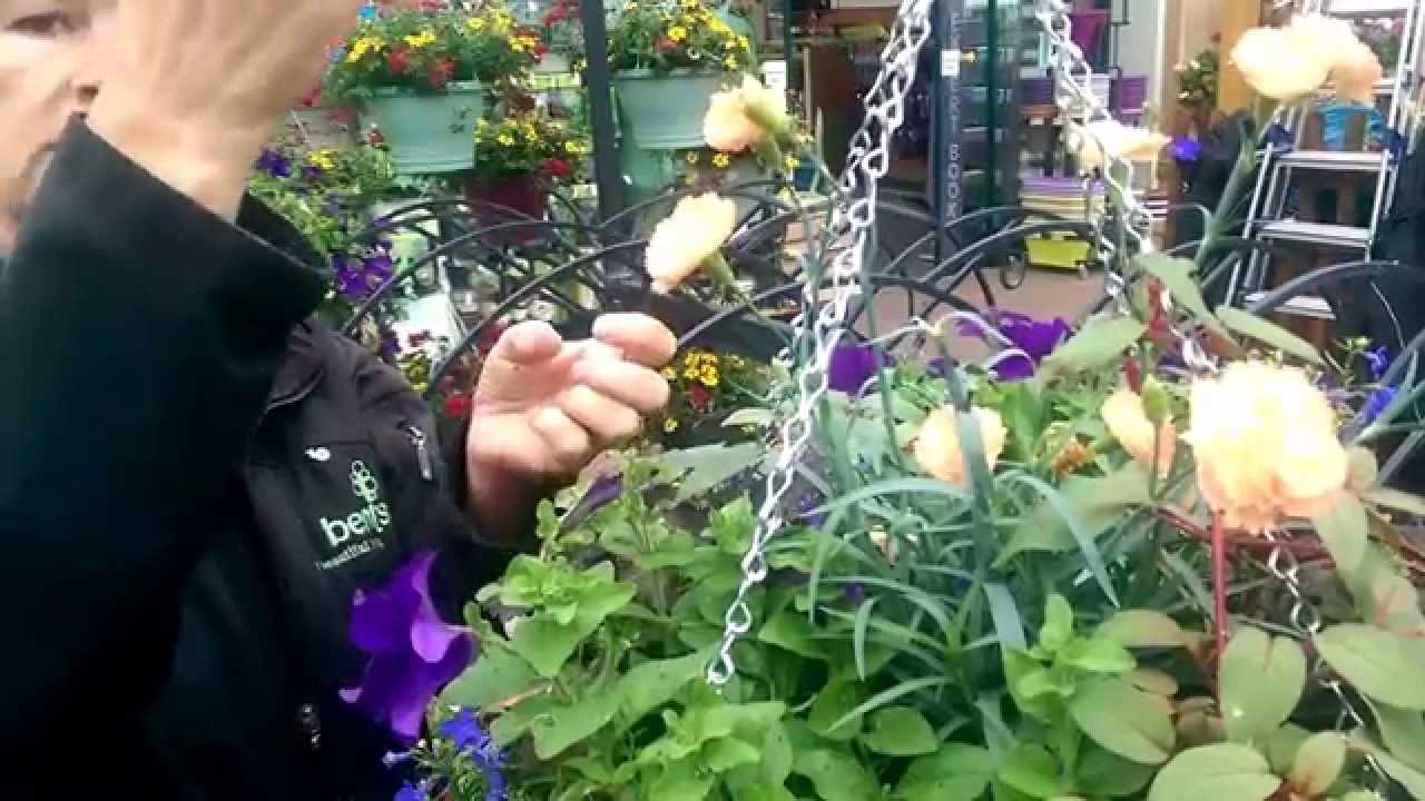 How to care for your Hanging Basket through Summer with Judith at Bents