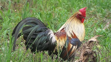 Qaib dib zeb zoo nraug thiab qua zoo(ไก่ต่อสีสาสวยๆและเสียงเพราะๆ) Beautiful white and gray chicken