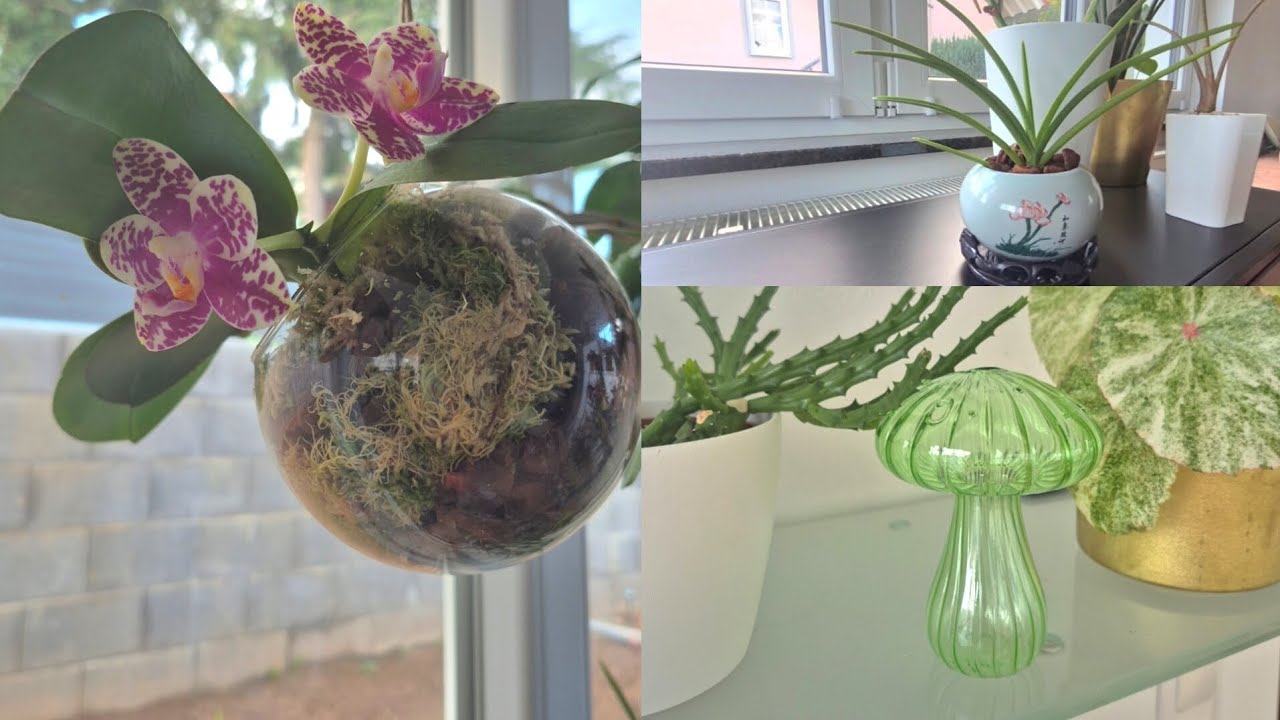 Давайте пустим цветочные новинки сразу в дело? Идеи оформления растений. 