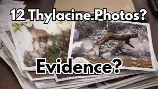 Mainland Thylacine Evidence? You Decide