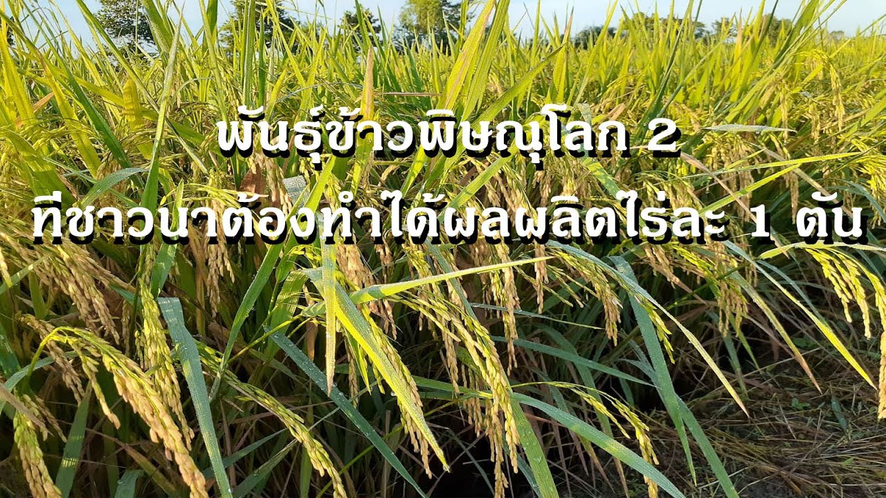 พันธุ์ข้าวพิษณุโลก 2 ที่ชาวนาต้องทำได้ผลผลิตไร่ละ 1 ตัน [ บ้านนา สวนไร่ ]