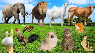 Wild Animal Sounds In Nature: Elephant, Rooster, Cow, Horse, Dog, Hen, Duck,... | Animal Moments screenshot 2