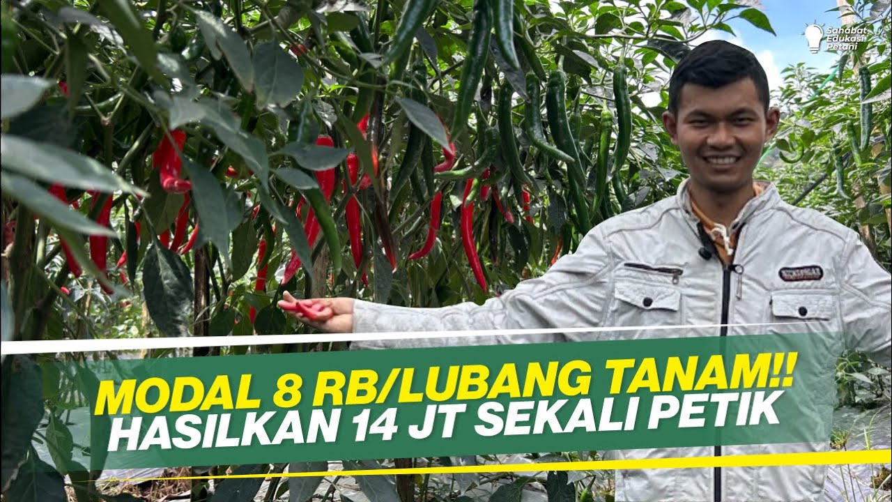 CARA ATASI LALAT BUAH & ULAT CABAI‼️MUSIM HUJAN TANPA RONTOK BUNGA & BUAH‼️