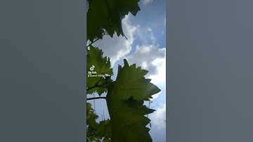 الذين صبروا وعلى ربهم يتوكلون سورة العنكبوت القارئ عبد الرحمن مسعد