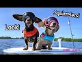 Ep#9: The Dogs Go to Florida, Find SQUIRRELERS! - Cute Puppy Vlog