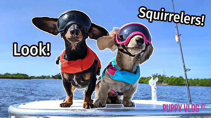 Ep 39: Crusoe & Daphne's First Trip to Florida — (Cute Puppy Video)