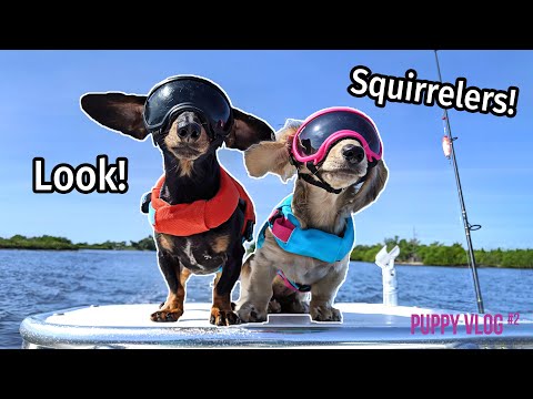 ep#9:-the-dogs-go-to-florida,-find-squirrelers!---cute-puppy-vlog
