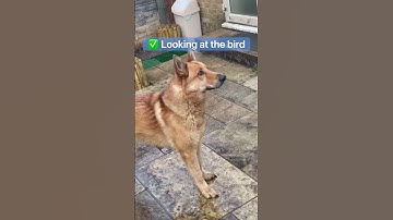 SIGNS your REACTIVE dog can PROCESS their TRIGGERS