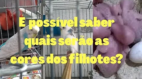 Quais são as cores de periquitos australianos?