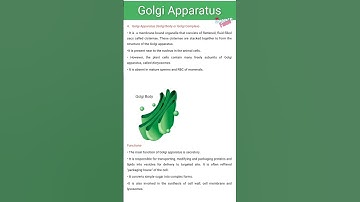 Golgi Apparatus structure and Function