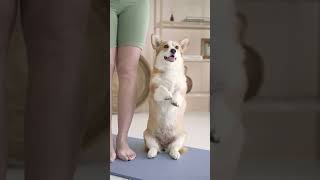 cute puppy, cute dog,cute animal, cute pet, aww puppy aww dog, aww animal, aww pet#shorts