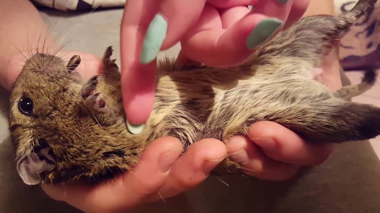 Дегу и семечка - YouTube