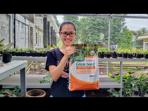 Video: Memanen Bibit Rumput Hias: Pelajari Cara Menyimpan Bibit Rumput Hias