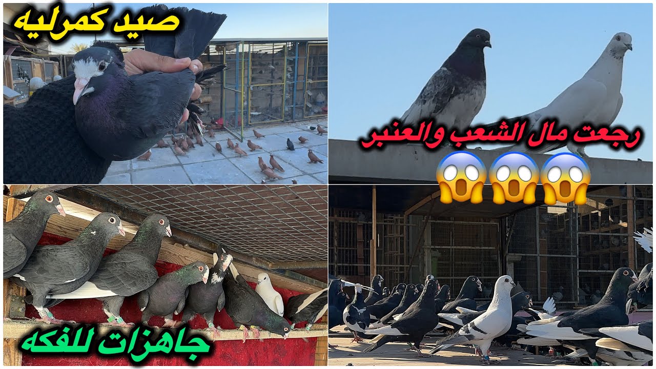 رجعت  الطيره مال الشعب والعنبر سره😳صيد كمرليه بس بوري😎الشوامل اليوم بدعت❤️اول صعده مال حمر للدشر❤️