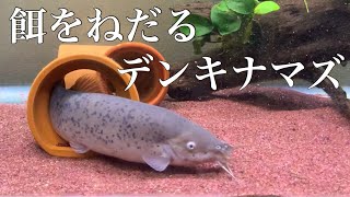 アクアリウム 餌をねだるデンキナマズが可愛い Youtube