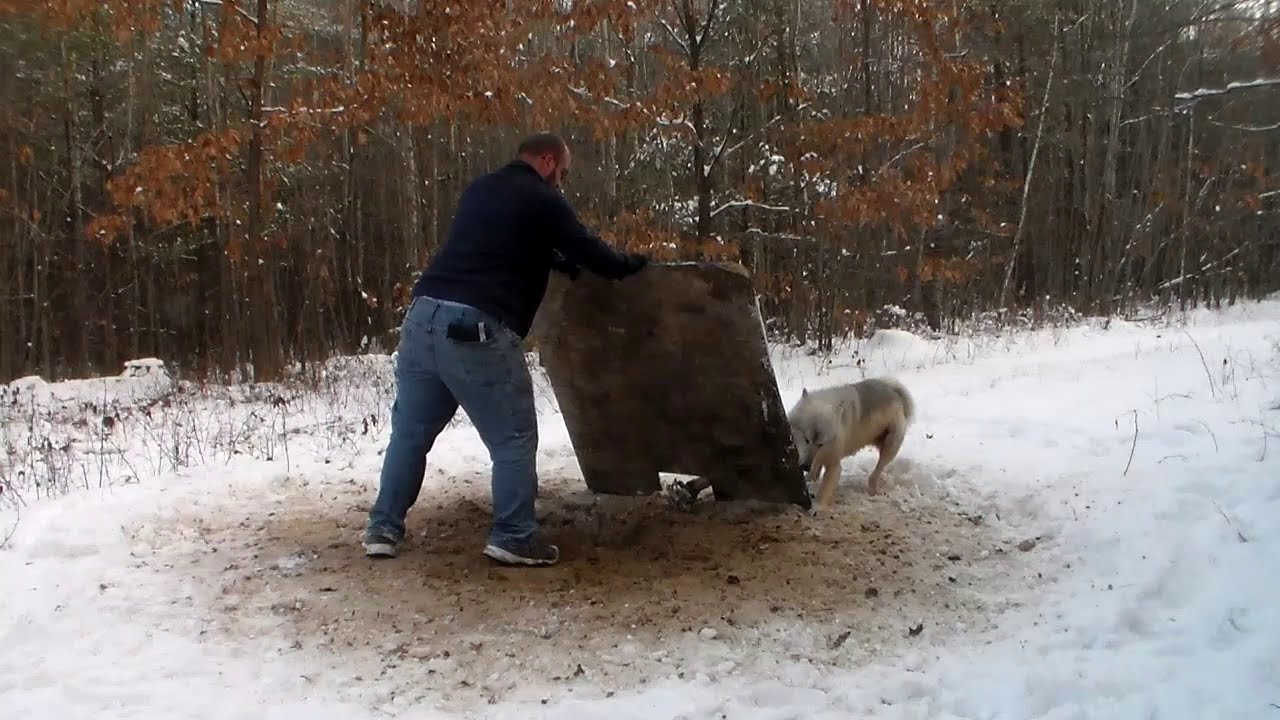 White Wolf Release w/ Hand-in-Trap Demo