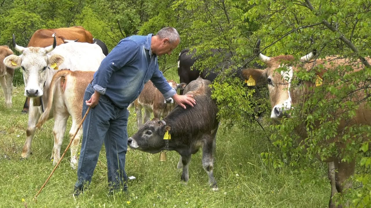 - KRAVE I TELADI VINKA JURICAU U PRIRODNIM LJEPOTAMA DALMACIJE