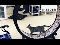 Exercise Wheel For Cats