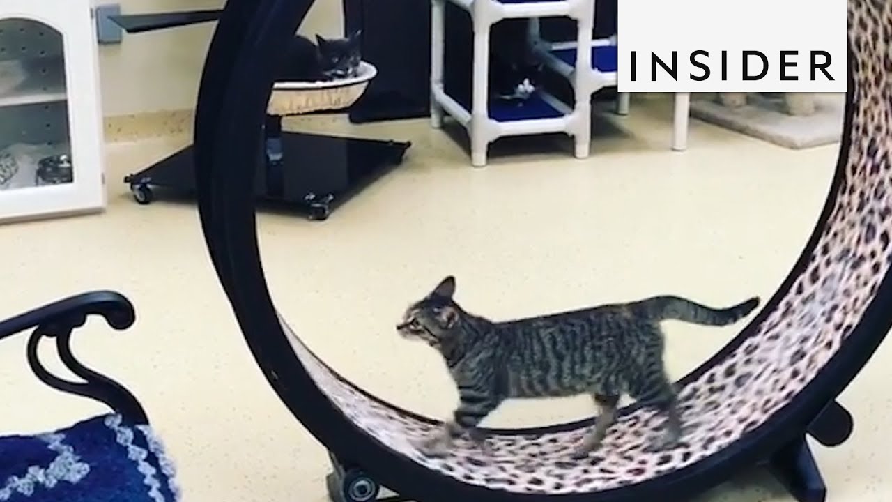 cat running wheels