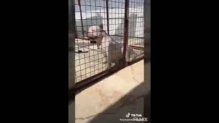 Ti̇ktok Köpek Vi̇deolari