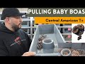 HAVE YOU SEEN THIS BEFORE?!? PULLING BABY BOAS - IMG Aztec x Central American T+
