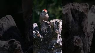 Begini Suara Asli Burung Pelatuk shorts