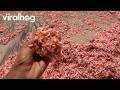 Pink Waves As Shrimp And Krill Wash Ashore || ViralHog