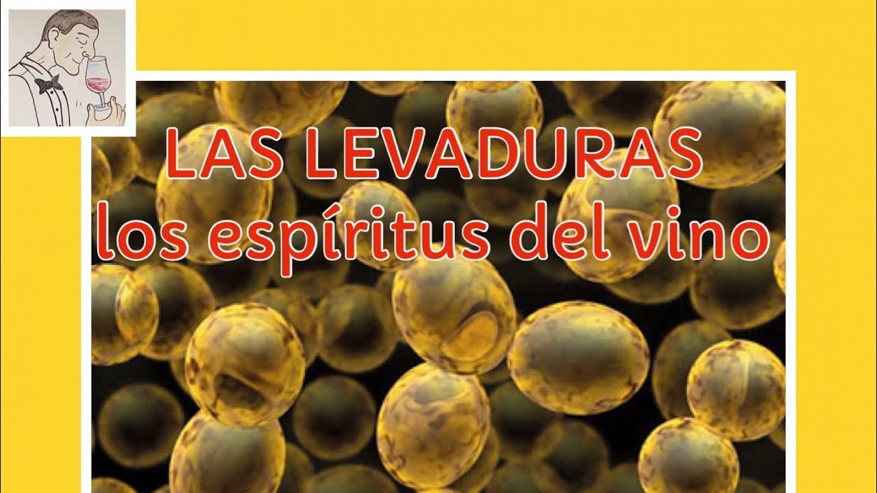 (171) LAS LEVADURAS, Los espíritus del vino