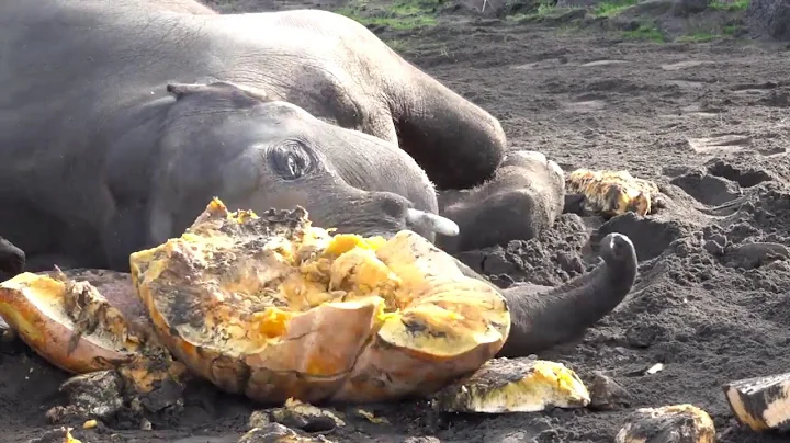 Elephants smash pumpkins at the 2016 Squishing of the Squash