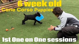 CANE CORSO puppies 6 weeks old update. 1st one on one play time #canecorso #dogtraining #dog by Ivy League Cane Corso Kennel 6,657 views 10 months ago 33 minutes