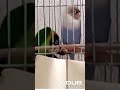 Parrot Dance  #funny #cute #animals #pets #parrot