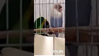 Parrot Dance  #funny #cute #animals #pets #parrot