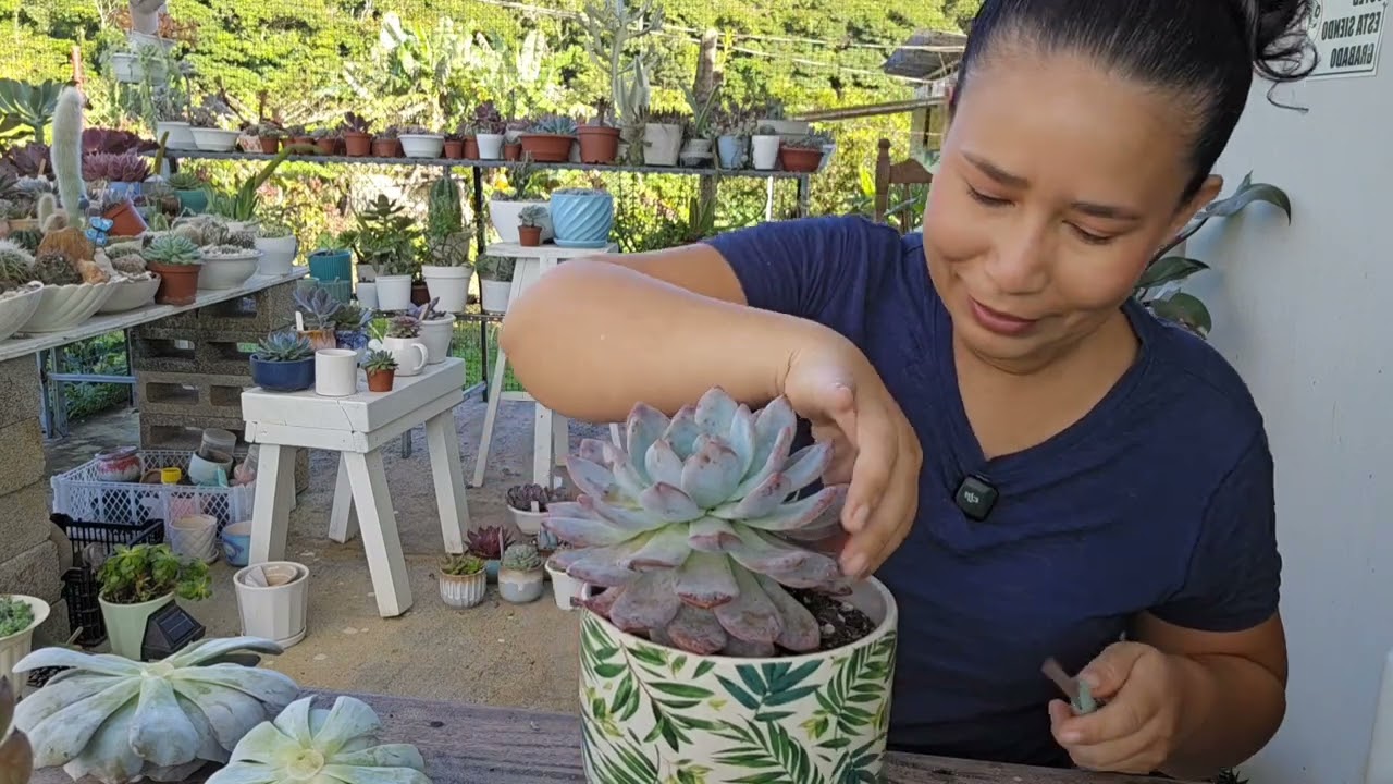 Yo soy la culpable que mis suculentas tengan hongo / Estoy apunto de perder todas mis suculentas 