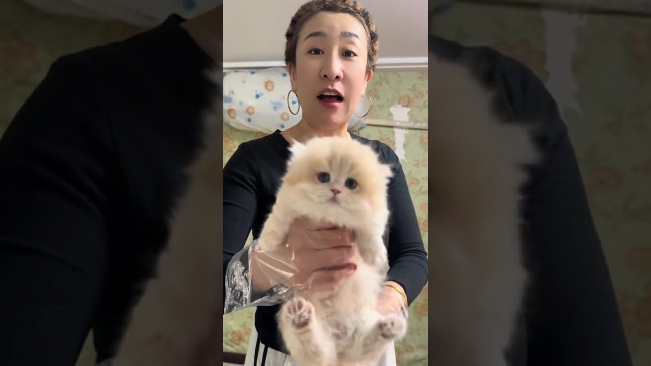 So sweet so sweet A purple and gold Napoleon cat like a marshmallow #Purple-gold gradi